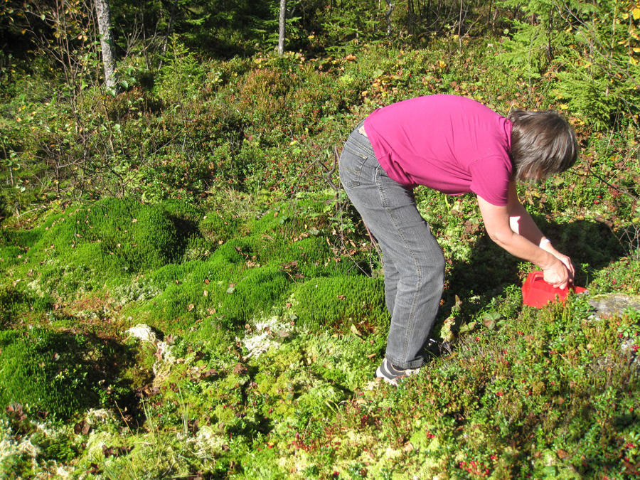 Picking lingon berries in Nordmarka